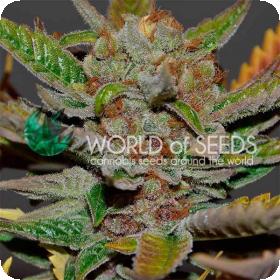 Bubba  Haze  Regular  Cannabis  Seeds  World  Of  Cannabis  Seeds 0