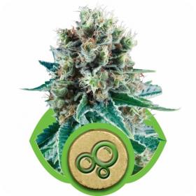 Bubble  Kush  Auto  Feminised  Cannabis  Seeds  Royal  Queen  Cannabis  Seeds 0