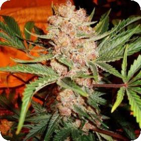 Bubblelicious Feminised Seeds
