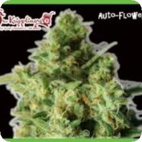 Bulk Smash Auto Feminised Seeds