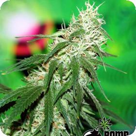 Buzz Bomb Regular Seeds