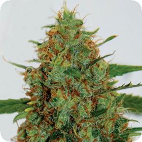 C99 Feminised Seeds