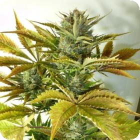 California Haze Autoflowering Regular Seeds