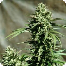 California Wildfire Feminised Seeds