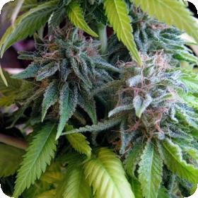 Candy Cream Feminised Seeds