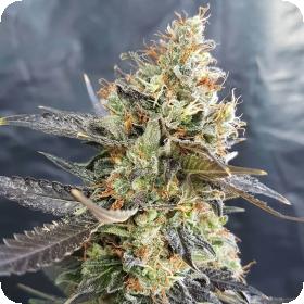 Candyland  G O G  C A N D Y L  Feminised  Cannabis  Seeds