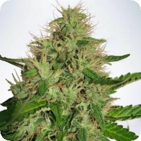 Cannabis  Light  Fem  Jpg