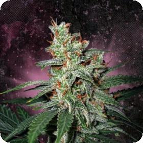 Carnival Feminised Seeds