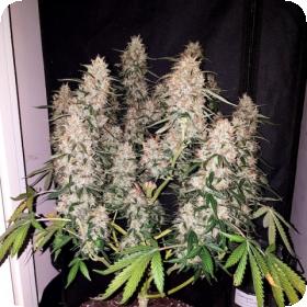 Cbd  Auto  Feminised  Cannabis  Seeds  Phoenix  Cannabis  Seeds 0
