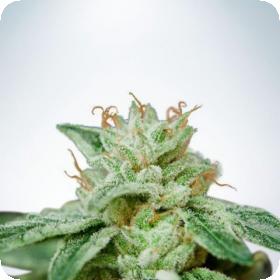 CBD Star Feminised Seeds