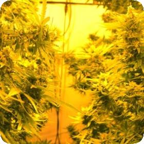 Cheesy Headband Feminised Seeds