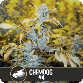 Chemdog #4 Feminised Seeds