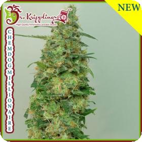 Chemdog Millionaire Feminised Seeds