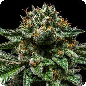 Chempie Feminised Seeds