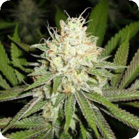 Cherry  Og  Feminised  Cannabis  Seeds  Emerald  Triangle 0