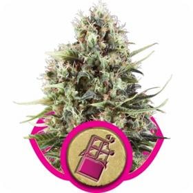 Chocolate Haze Feminised Seeds