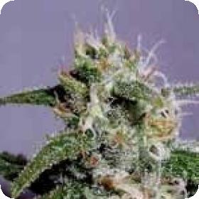 Cindy 99 Feminised Seeds