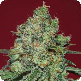 Clinical White CBD Feminised Seeds