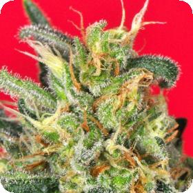 Cluster Bomb Feminised Seeds