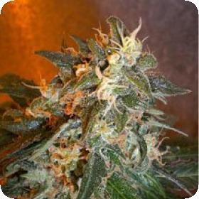 Cobra Autoflowering Regular Seeds