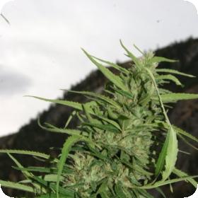 Cookie  G13  Superauto  Feminised  Cannabis  Seeds  Flash  Cannabis  Seeds 0