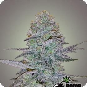 Cosmic Bomb Auto Feminised Seeds Cosmic Bomb Auto Feminised Seeds