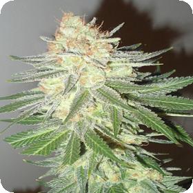 Cotton Candy Cane Feminised Seeds
