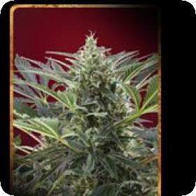 Cream 47 Feminised Seeds