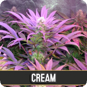 Cream Automatic Feminised Seeds