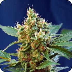 Cream Mandarine XL Auto Feminised Seeds