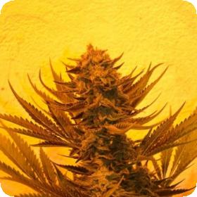 Critical 707  Cbd  Feminised  Cannabis  Seeds  Emerald  Triangle 0