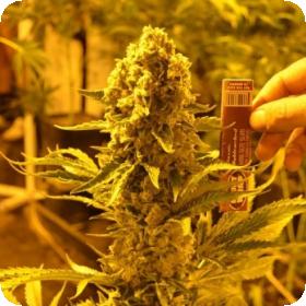 Critical 707 Feminised Seeds