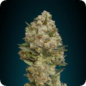 Critical  Advanced  Cannabis  Seeds 0