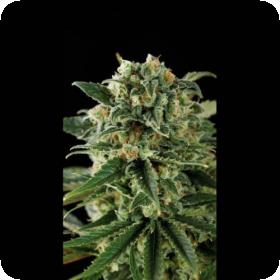 Critical Automatic Feminised Seeds