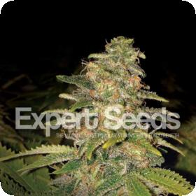 Critical Blue Auto Feminised Seeds