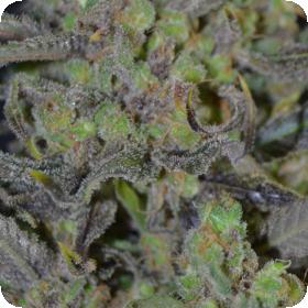 Critical Feminised Seeds