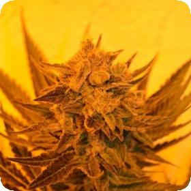 Critical Sour Diesel CBD Feminised Seeds