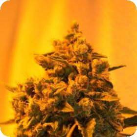 Critical Sour Diesel Feminised Seeds