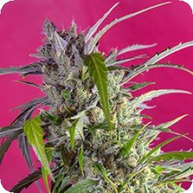 Crystal Candy Auto Feminised Seeds