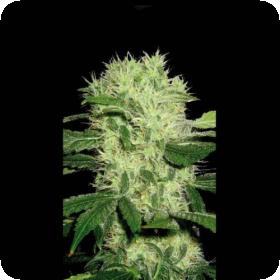 Dama Blanca Feminised Seeds