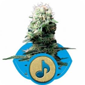 Dance  World  Feminised  Cannabis  Seeds  Royal  Queen  Cannabis  Seeds 0