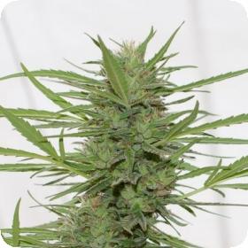 Dedoverde Haze Feminised Seeds