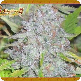 Delhi Friend Feminised Seeds