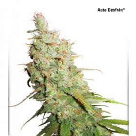 Desfran  Auto  Feminised  Cannabis  Seeds  Dutch  Passion 0