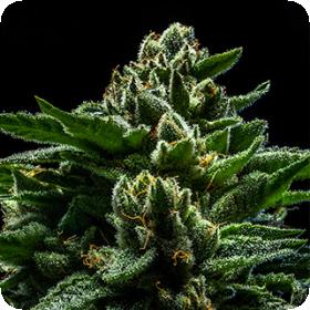 DO-G Feminised Seeds