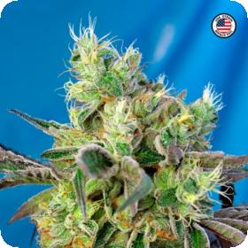 Do-Sweet-Dos Feminised Seeds