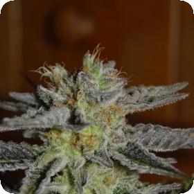 Double Black Feminised Seeds