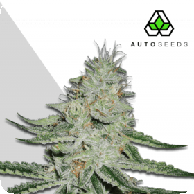 Dreamberry Auto Feminised Seeds