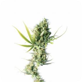 Durban  Feminised  Cannabis  Seeds  Sensi  Cannabis  Seeds 0