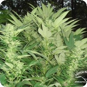 Durban Poison Regular Seeds